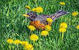 A Red Red Robin Bob Bob Bobbin' Along_P1110740